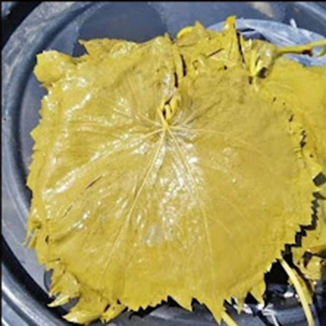 manisa-salamura-yaprak-3-lt