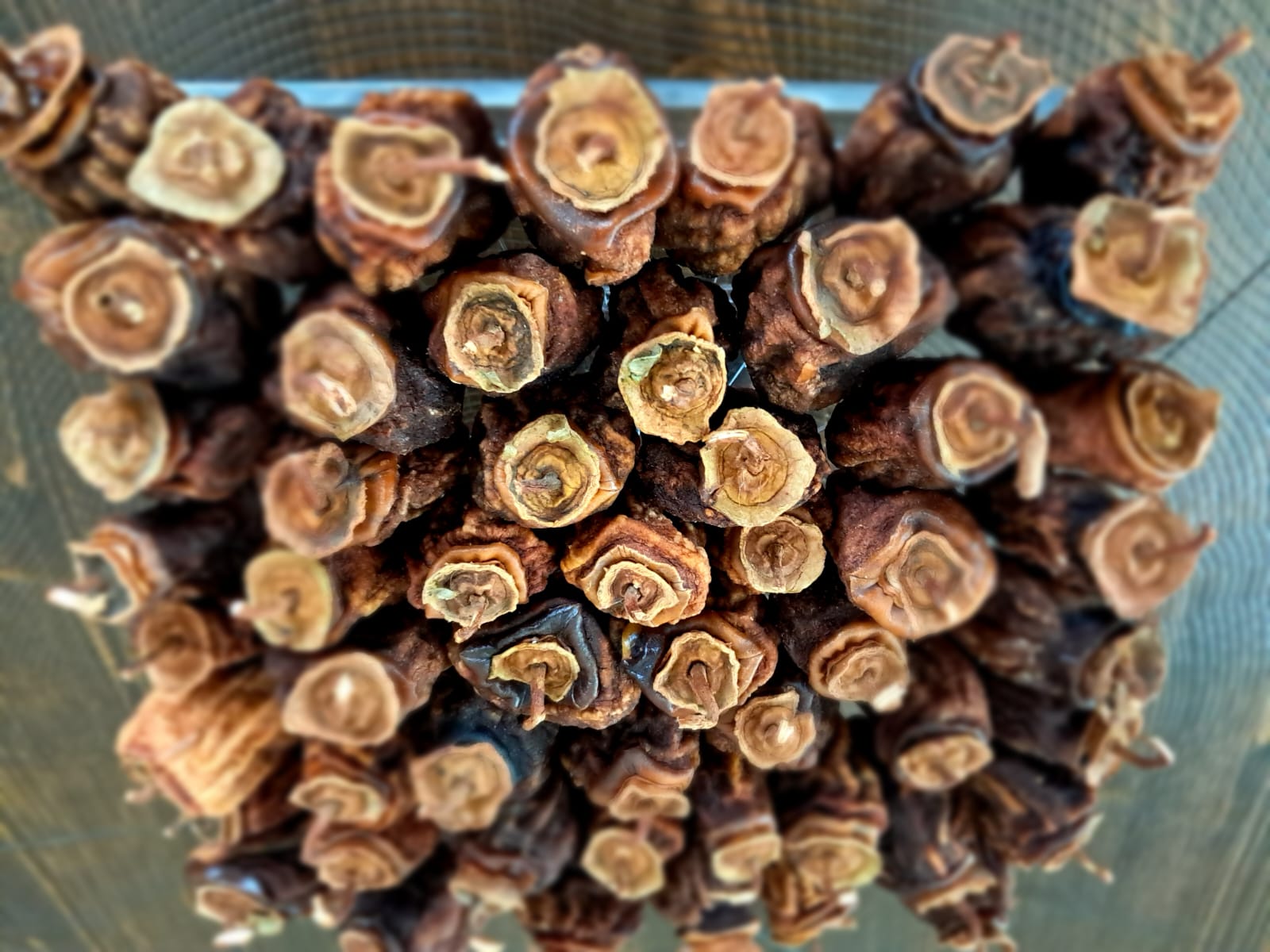 gulvera-cennet-hurmasi-kurusu-kg-kampanyali