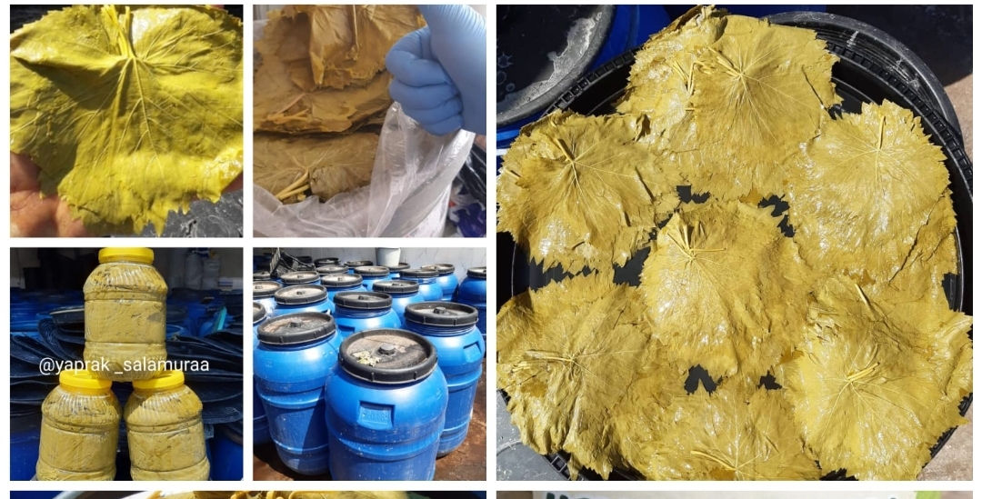 manisa-salamura-yaprak-5-litre