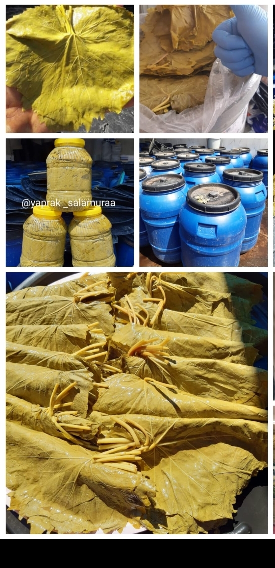 Manisa salamura yaprak 5 litre-2