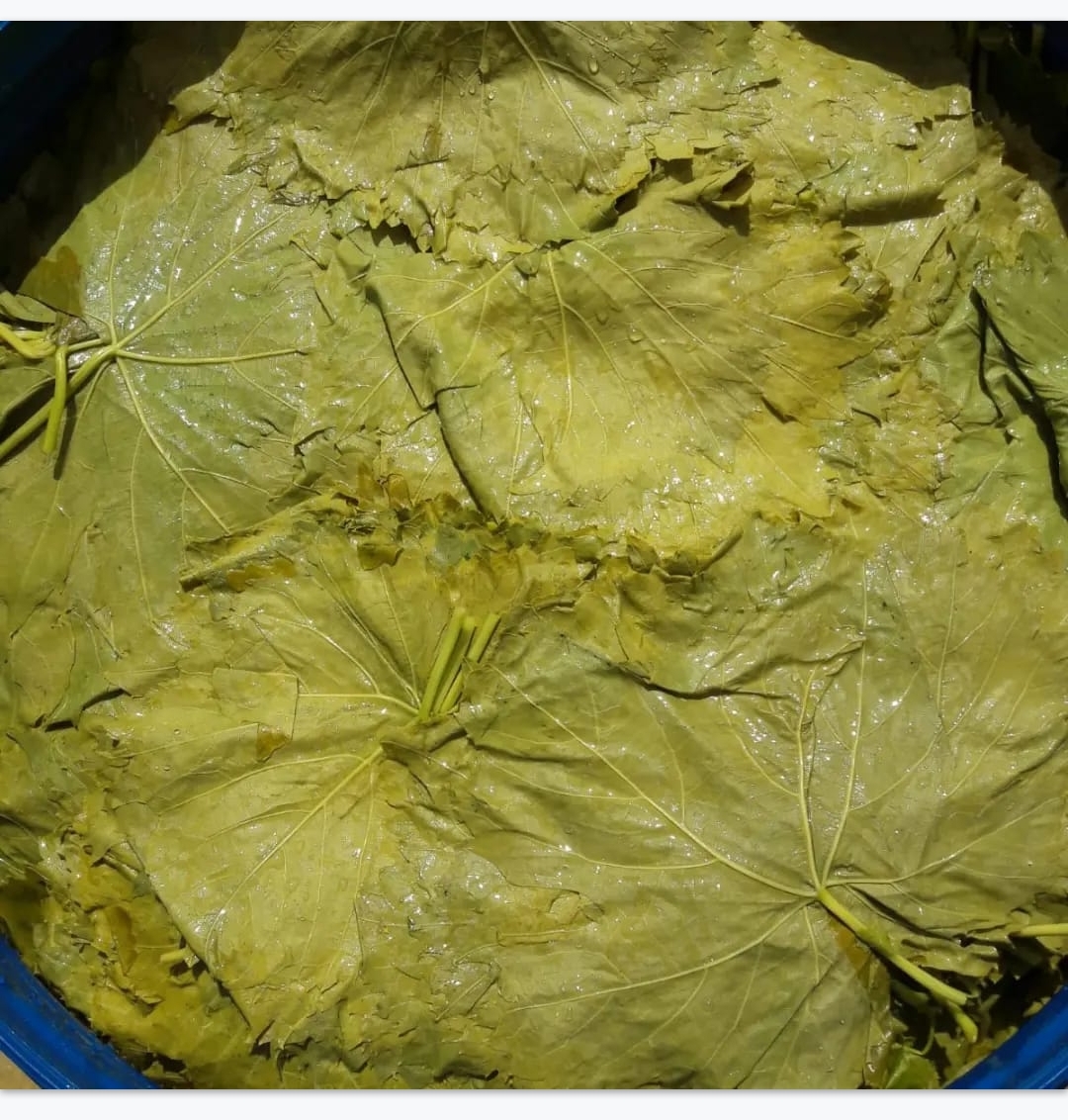 Manisa salamura yaprak 5 litre-3